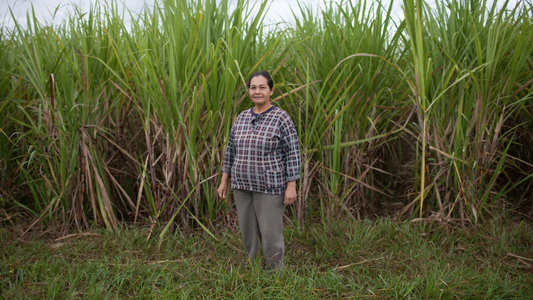 fair trade farmer standing in sugarcane