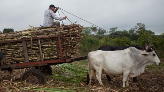 A man working on a sugarcane farm, pulling sugarcane on a wagon hitched to oxen