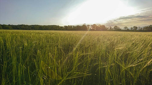 A field of sugarcane spreads into the distance on a sunny, clear day